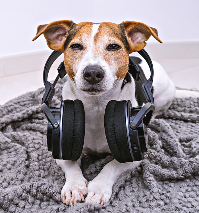 Dog with Headphones